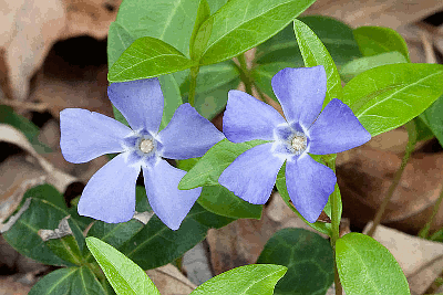 VINCA MINOR